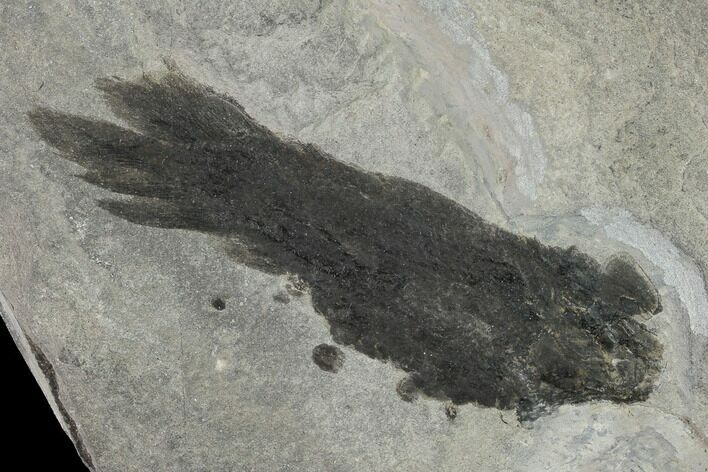 Early Devonian Lung Fish (Pentlandia) - Scotland #156014